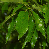 Дуб изменчивый (лат. Quercus variabilis) 10 шт, семена