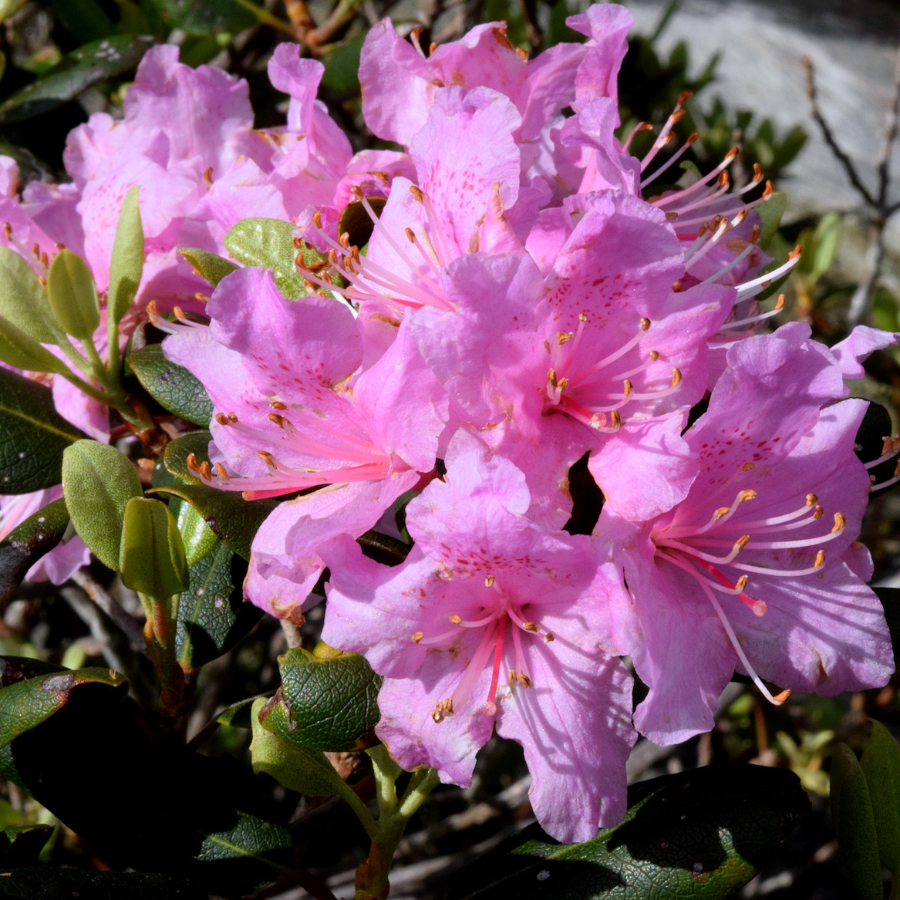 Рододендрон Шлиппенбаха ф.розовая (Rhododendron schlippenbachii f.rosea), семена 0,2 грамма 