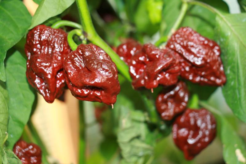 Невероятные перцы. Как хобби становится делом всей жизни