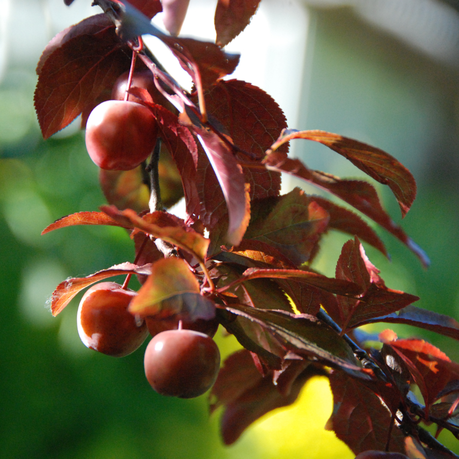 Слива Писсарди, или Алыча красная (лат. Prunus cerasifera var. pissardii), семена