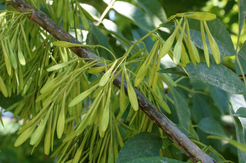 Ясень пенсильванский (лат. Frаxinus pennsylvаnica), семена