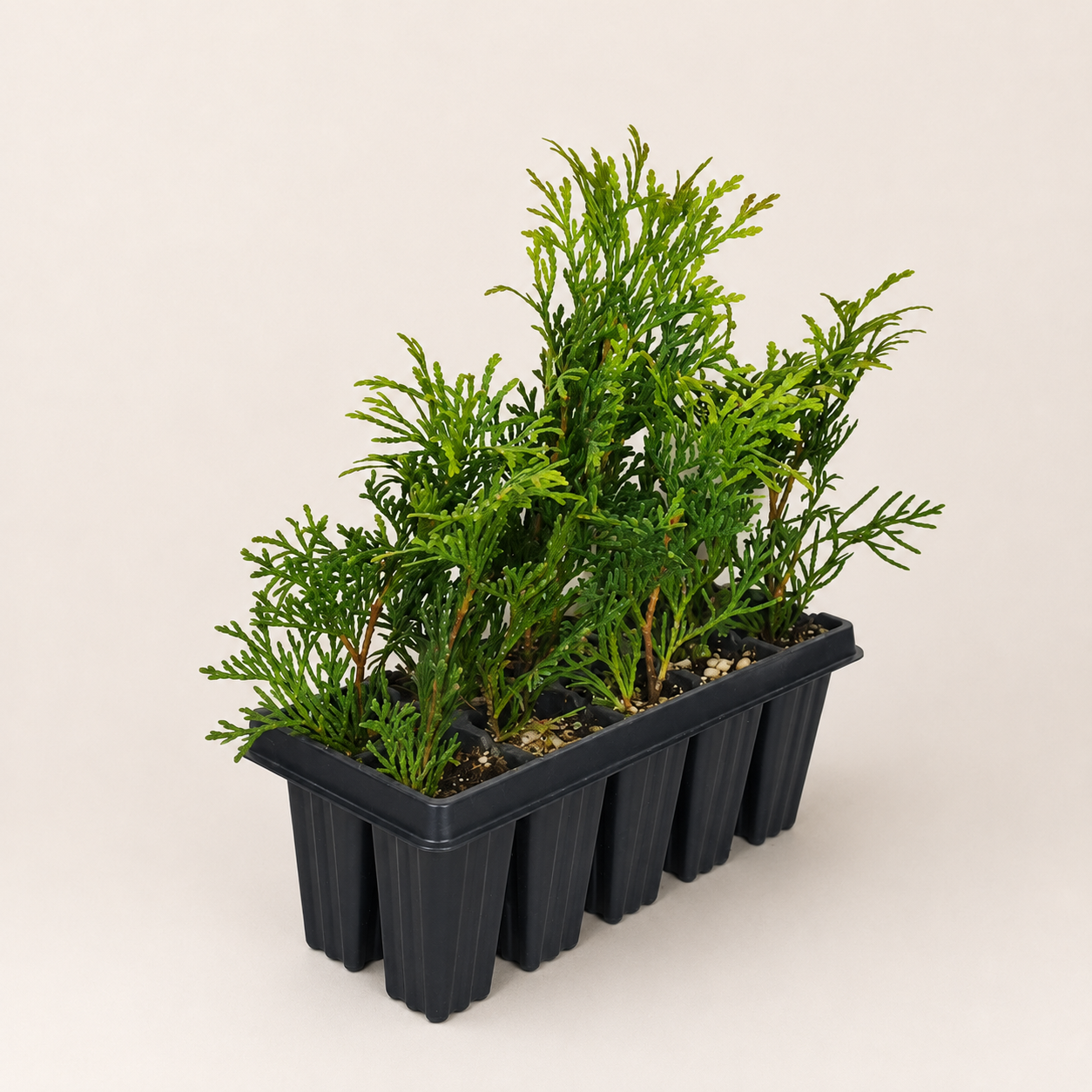Туя западная Смарагд (лат. (Thuja occidentalis 'Smaragd'), сеянцы, 10 шт