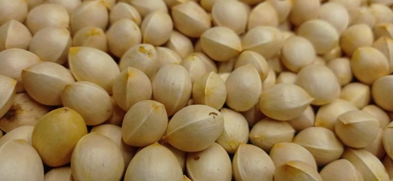 Топ 5 семян древесных растений, которые быстро прорастают