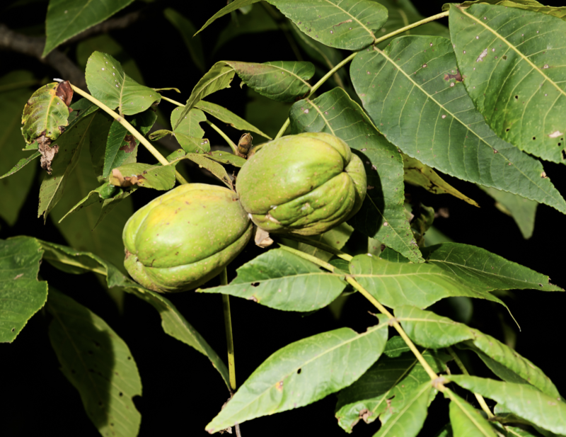 Самые красивые семена древесных растений