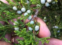 Можжевельник виргинский, или вирджинский (лат. Juniperus virginiana), семена