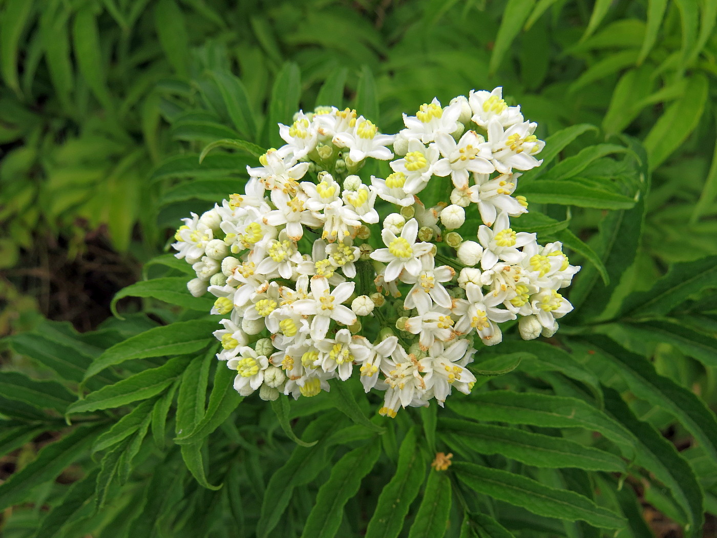 Бузина травянистая (лат. Sambucus ebulus), в ягодах
