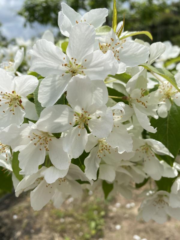 Прекрасная яблоня с сибирским характером