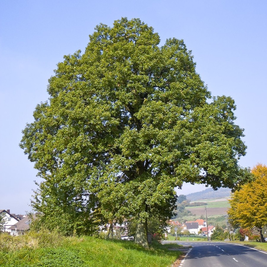 Дуб скальный (лат. Quercus petraea), семена