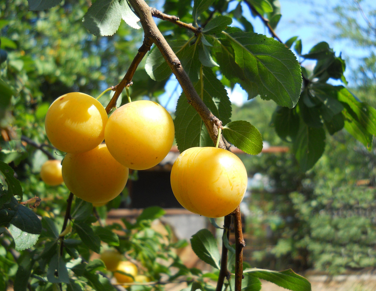 Алыча, или слива растопыренная желтые плоды (лат. Prunus cerasifera), семена