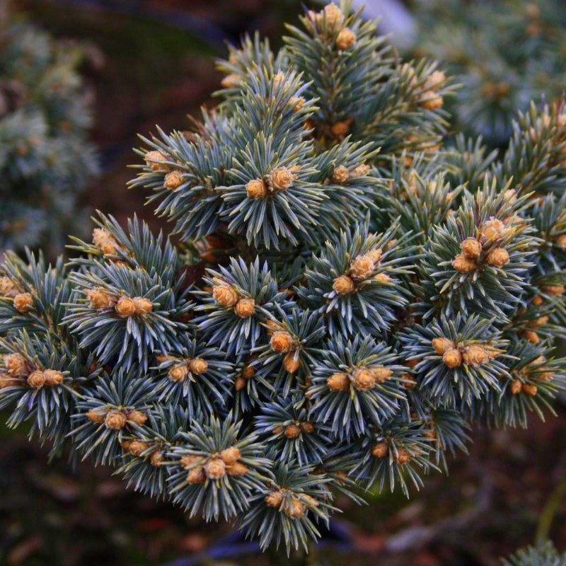 Ель колючая, или Ель голубая (лат. Picea pungens), семена