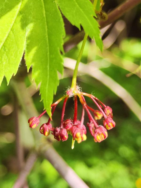 Роскошный клен для японского сада
