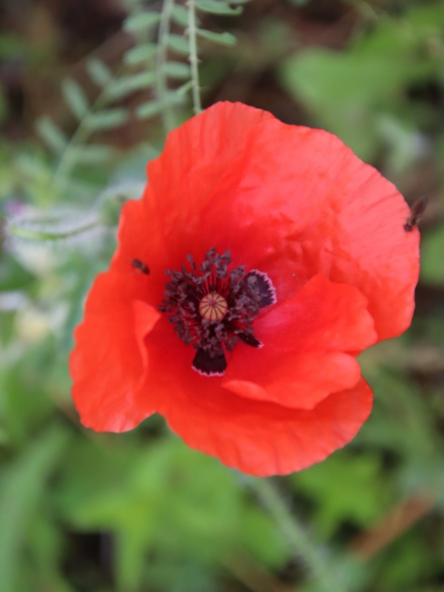 Мак самосейка (лат. Papaver rhoeas), 1000 шт
