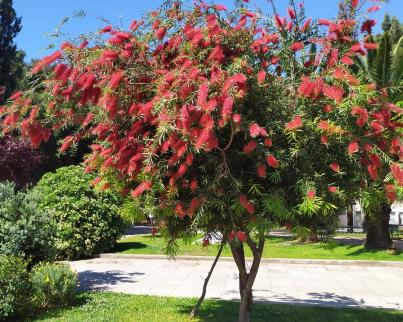 Каллистемон лимонный (лат. Callistemon сitrinus), семена 0,2 грамма