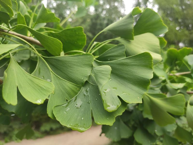 Дерево динозавров из семян. Личный опыт и советы начинающим