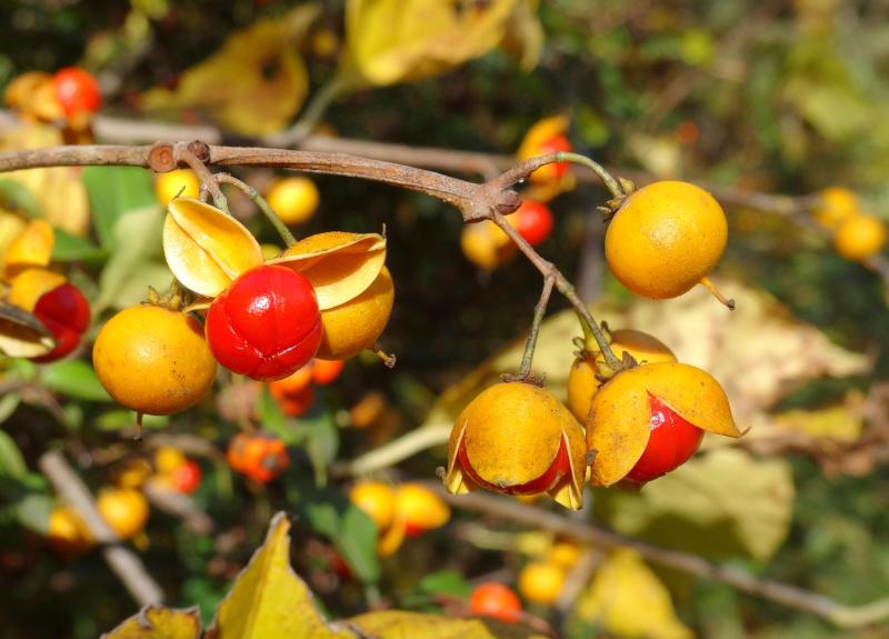 Древогубец – лиана для любителей редкостей