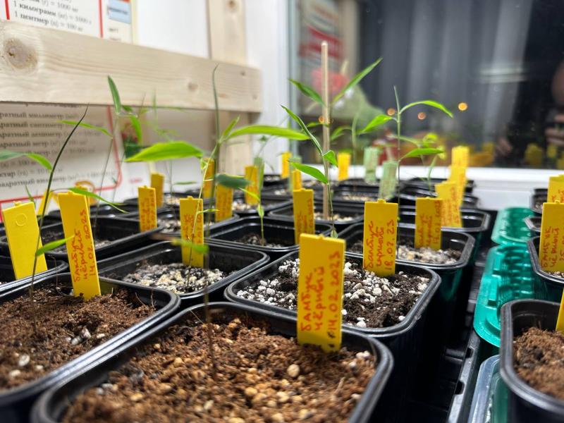 Как вырастить бамбук на подоконнике