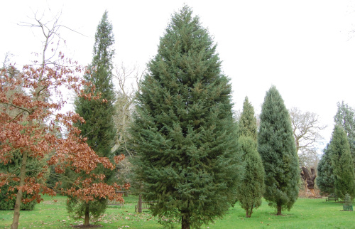 Кипарис аризонский (лат. Cupressus arizonica), семена