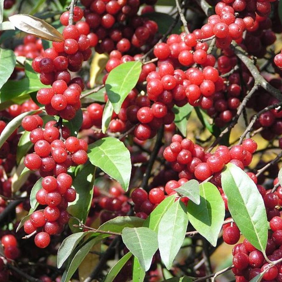 Лох зонтичный (лат. Elaeagnus umbellata), семена