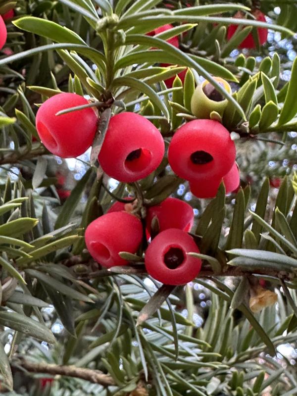 Тис ягодный в парке Галицкого