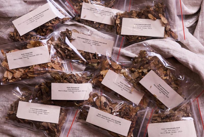 Как подготовить к посадке семена кленов? Пошаговое видео от профессионального питомниковода