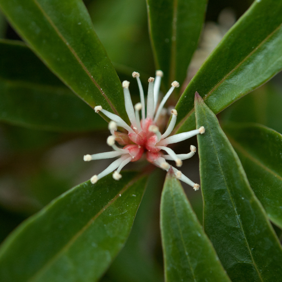 Саркококка Гукера (лат. Sarcococca hookeriana), семена 5 штук