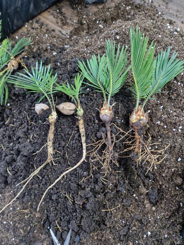 Выращивание саговника в питомнике. Личный опыт