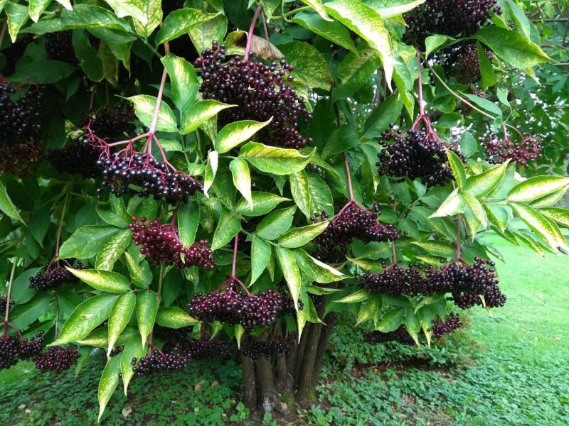 Красота и польза бузины черной