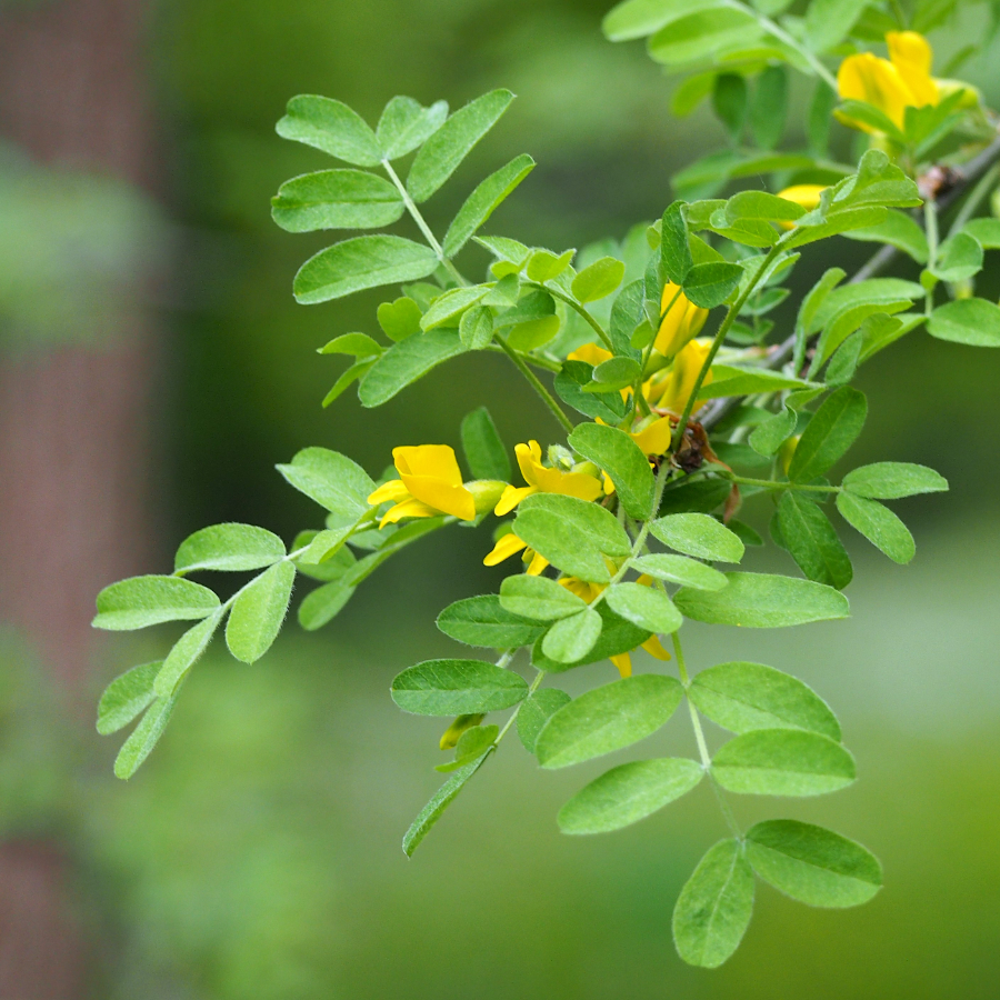 Карагана древовидная или акация желтая (лат. Caragana arborescens), семена