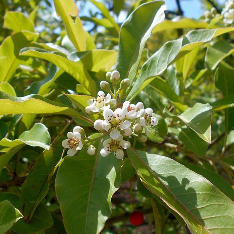 Фотиния Давида (лат. Photinia davidiana), семена