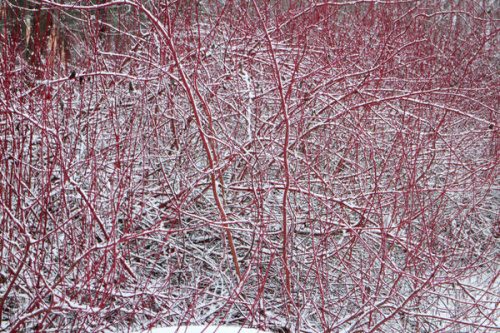 Дерен белый, или свидина белая (лат. Cornus alba), семена