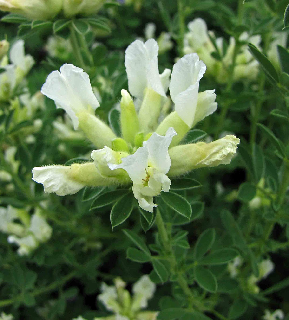 Ракитник белый (лат. Cytisus albus), семена