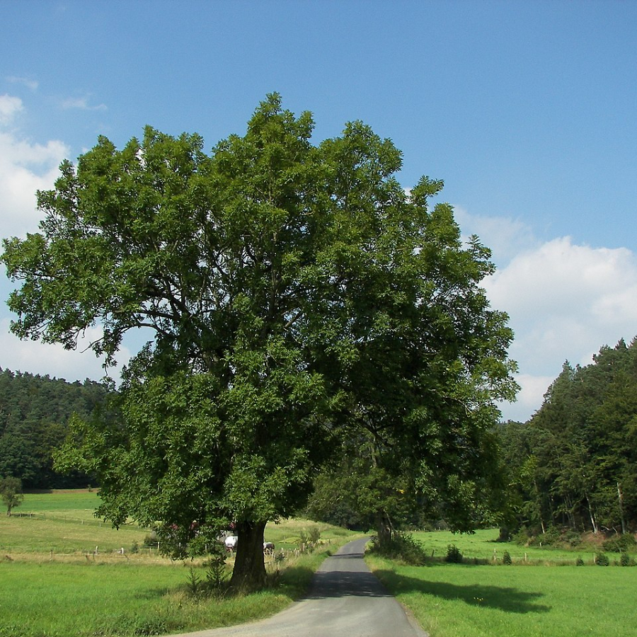 Ясень обыкновенный, или Ясень высокий (лат. Fraxinus excelsior), семена