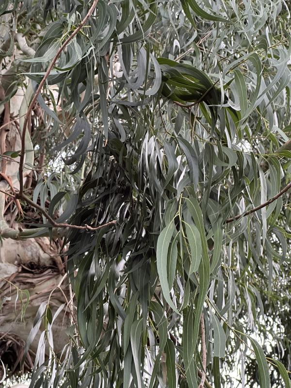Эвкалипты. Великаны австралийских лесов в Батумском ботаническом саду