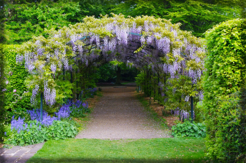 Глициния китайская (лат. Wisteria sinensis), семена