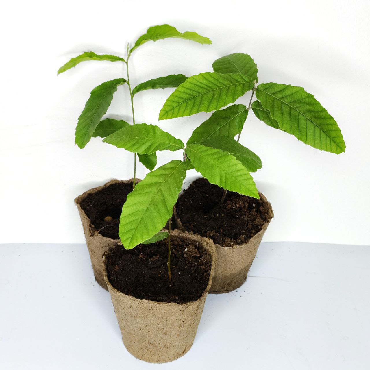 Дуб изменчивый (лат. Quercus variabilis), саженцы, 3 шт