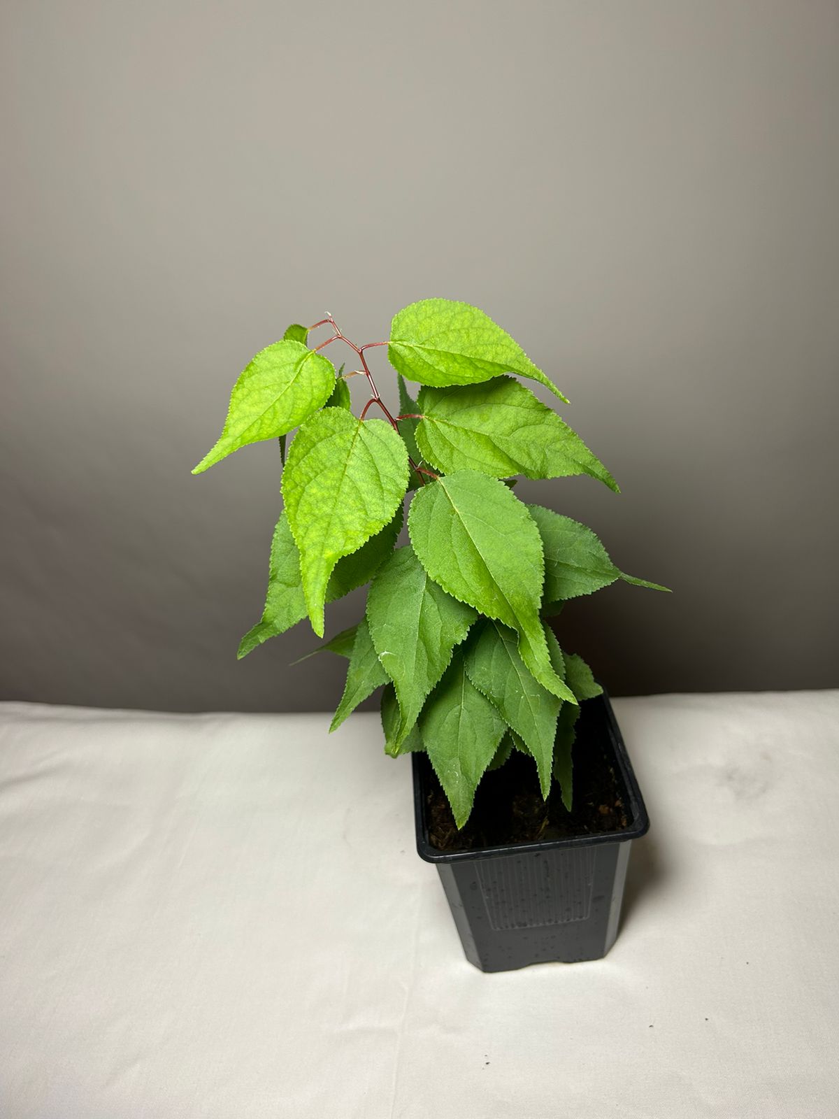 Абрикос обыкновенный (лат. Prunus armeniaca), сеянец, 1 шт 