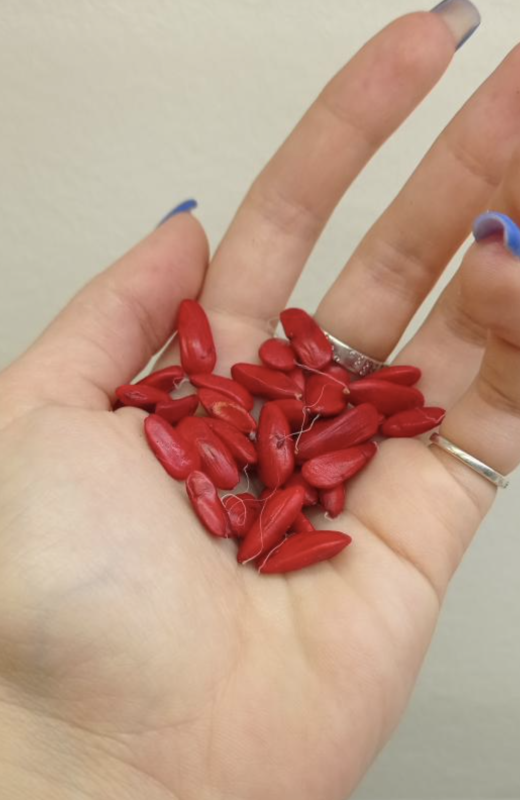 Тестирование семян магнолии крупноцветковой