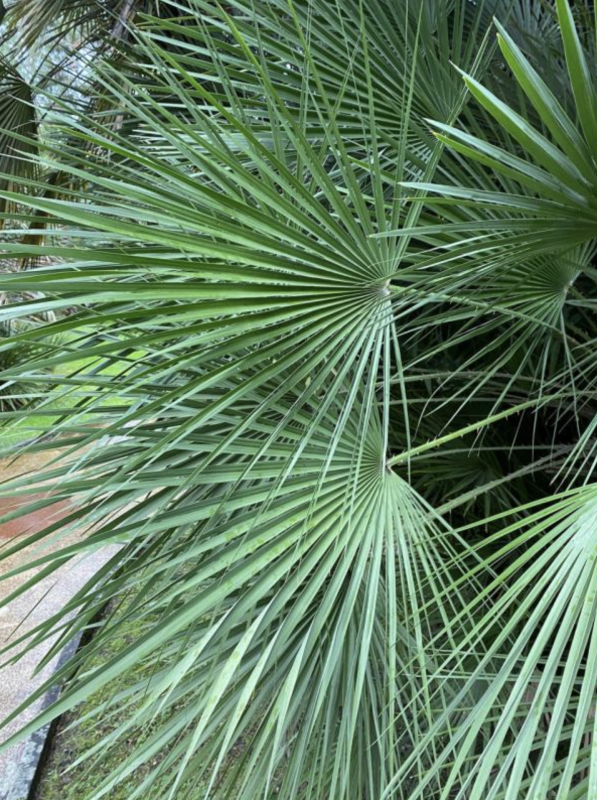 Подборка пальм для дома и оранжереи