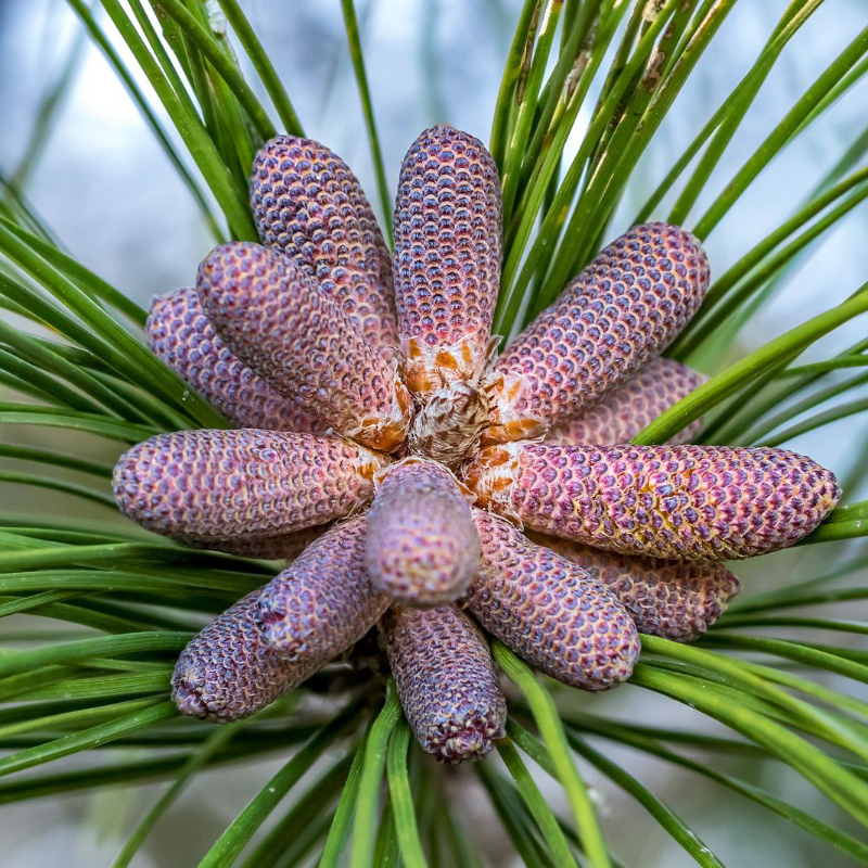 Сосна Эллиота, или Сосна болотистая (лат. Pinus Elliottii), семена