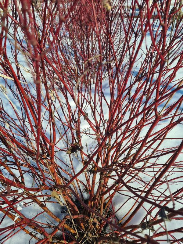 Яркие краски в зимний день. Дерен в дизайне сада