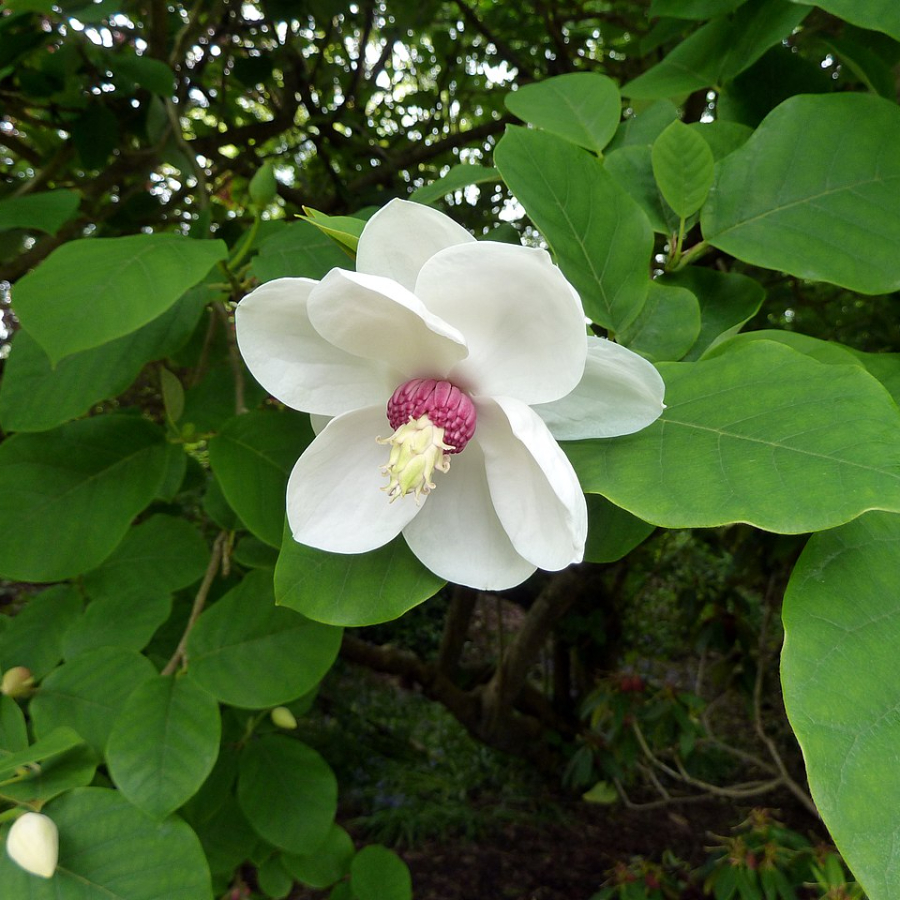 Магнолия Зибольда (лат. Magnolia sieboldii), семена 
