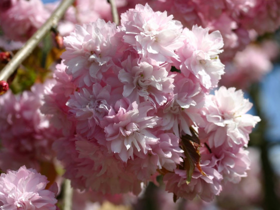 Подарочный набор "Посади дерево" - Сакура, или Вишня мелкопильчатая