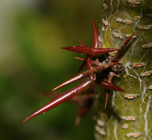 Гледичия трехколючковая (лат. Gleditsia triacanthos), семена