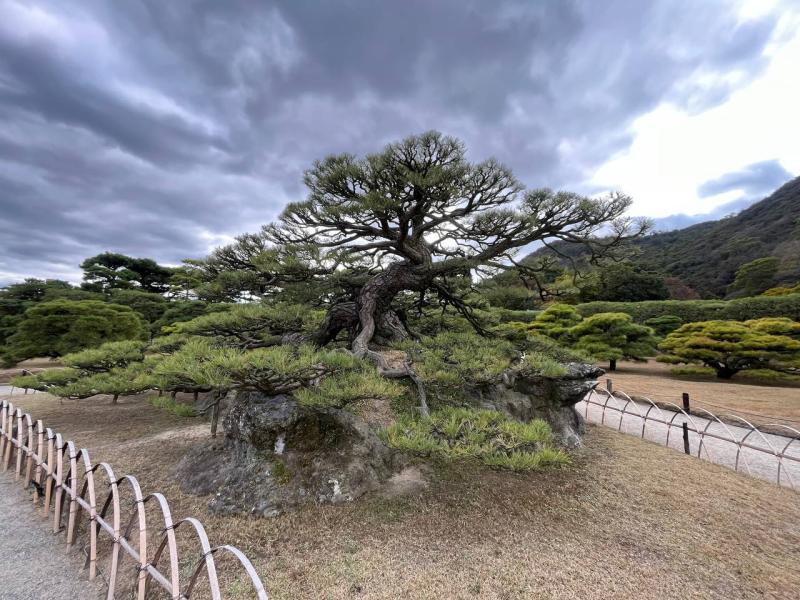 Сад тысячи сосен. Шедевр под открытым небом