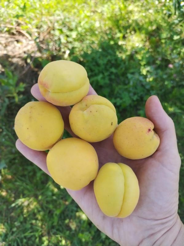 История школьного сада. Ботаника, о которой мы мечтали