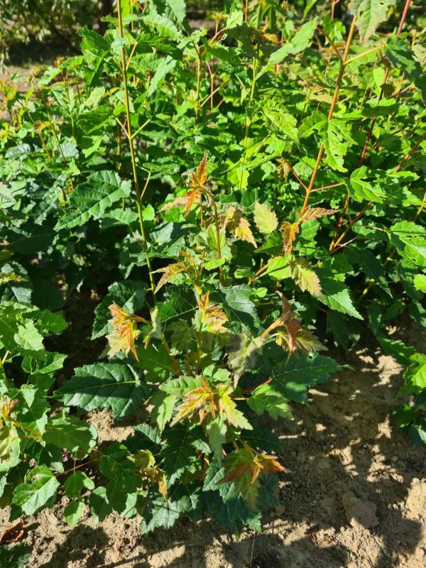 Клен гиннала из семян