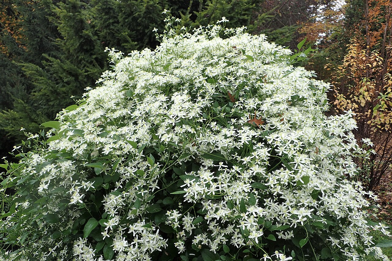 Клематис трехцветковый (лат. Clematis terniflora), семена 