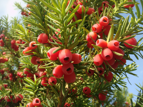 Тис ягодный Фастигиата (лат. Tаxus baccаta 'Fastigiata'), семена