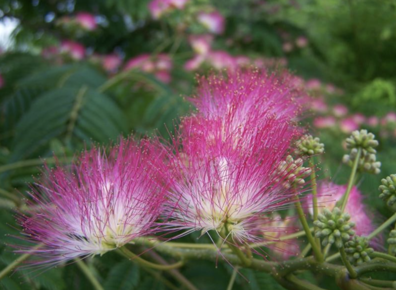 Альбиция ленкоранская – растение, которое умеет спать