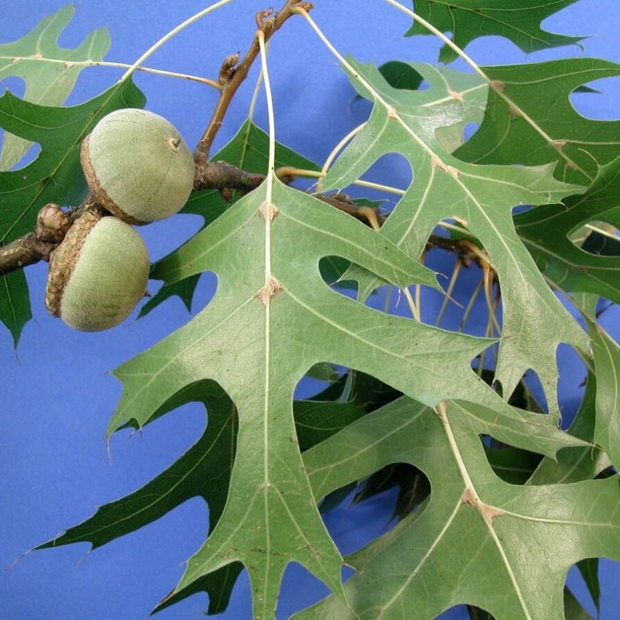Дуб болотный (лат. Quercus palustris), семена 